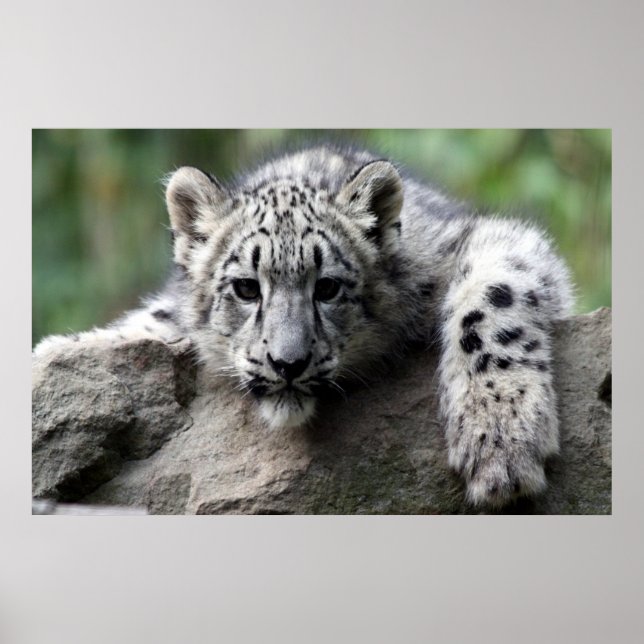white Leopard poster (Devant)