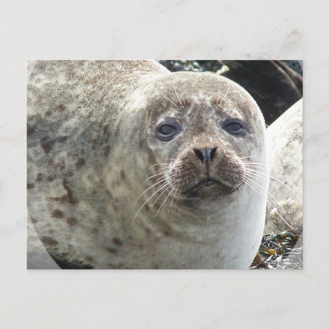White Leopard Seal Postcard (Front)