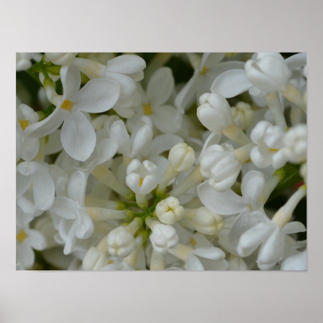 White Lilac Flowers Poster (Front)