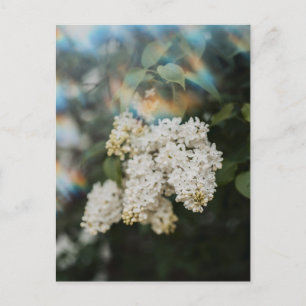 White Lilac Flowers with Rainbow Flare, Greeting Postcard