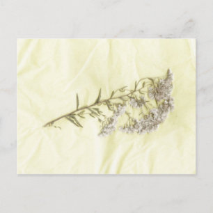 White lilac weed scanned in tissue background postcard