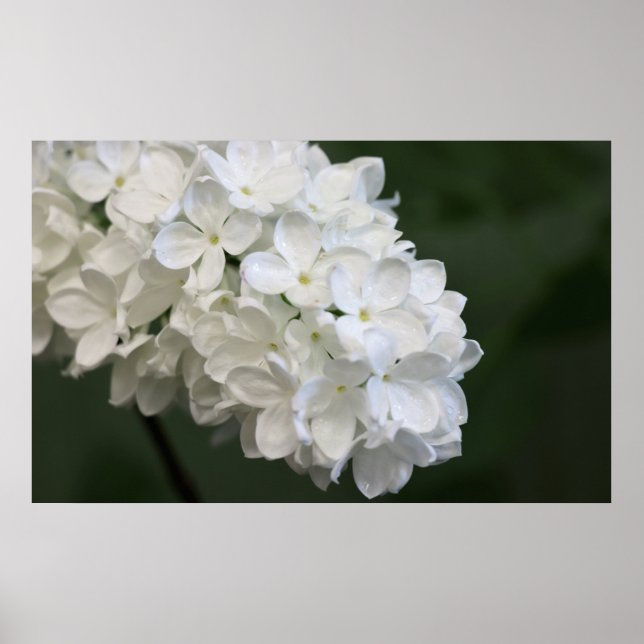 White Lilacs Poster (Front)