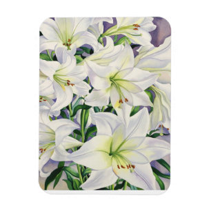 White Lilies 2008 Magnet