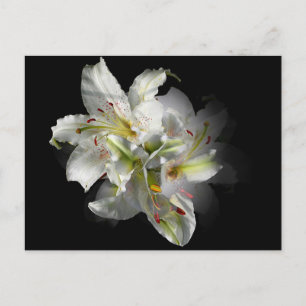 White Lilies Fantasy Postcard