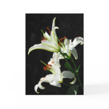 White Lilies Greeting Card