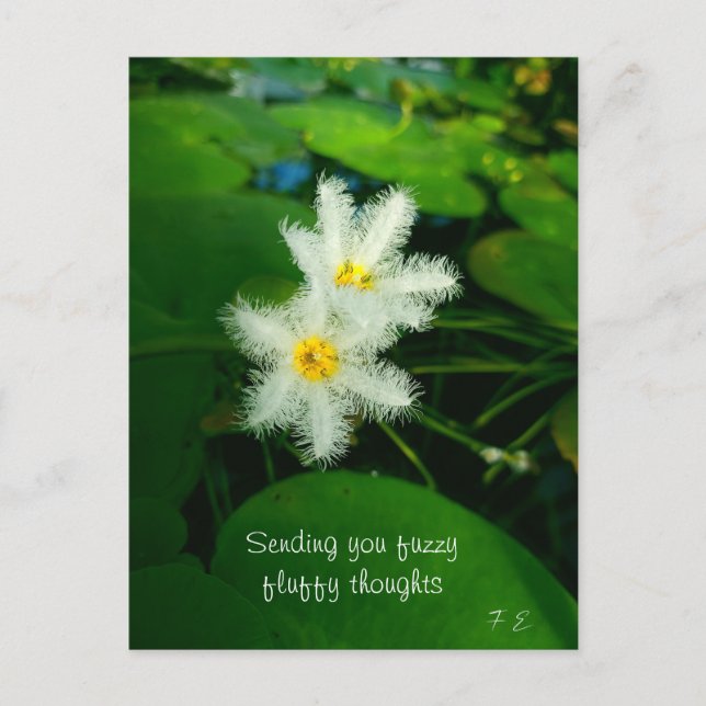 white lilies holiday postcard (Front)