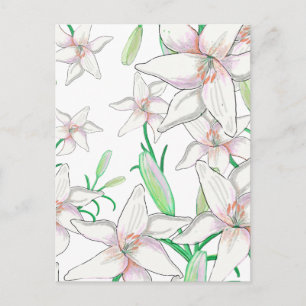 White Lilies Illustration  Postcard