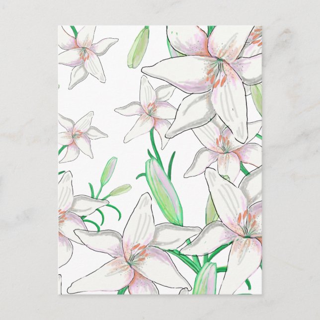 White Lilies Illustration  Postcard (Front)