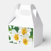 White lilies - Lilium candidum  