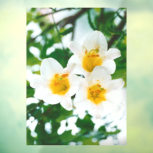 White Lilies - Lily Flower Lilium candidum  Window Cling