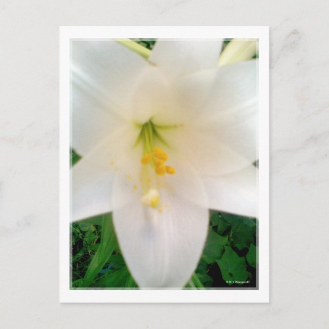 White Lilly Flower Postcard (Front)