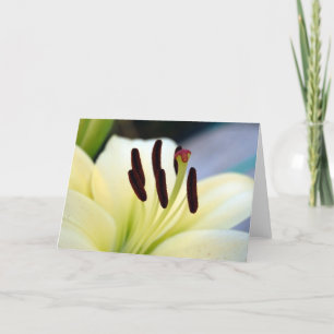 White Lily 1  Card
