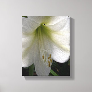 White Lily Canvas Print