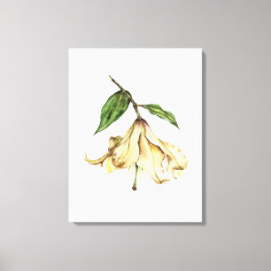 White Lily Canvas Print