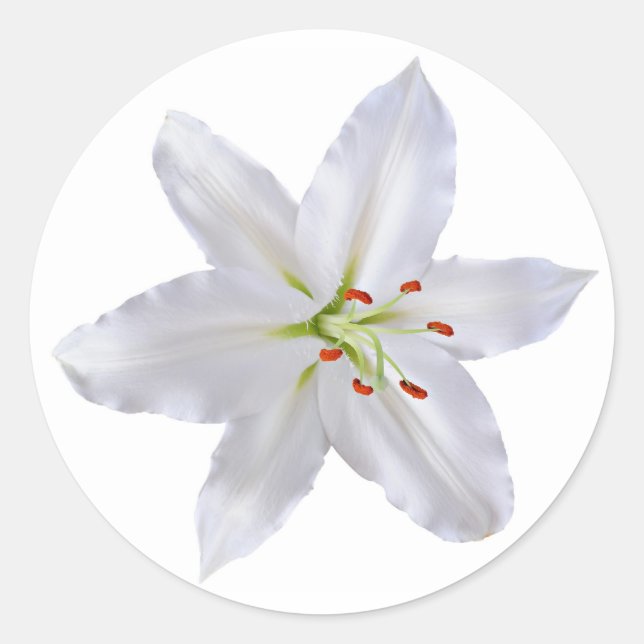 White lily classic round sticker (Front)