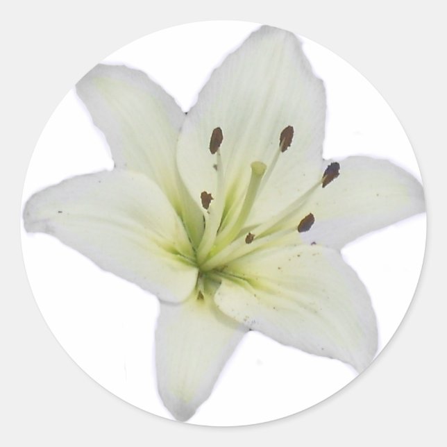 White Lily Classic Round Sticker (Front)