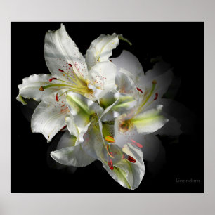 White Lily Fantasy Poster