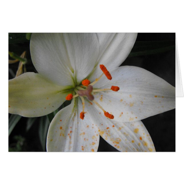 white lily flower (Front Horizontal)