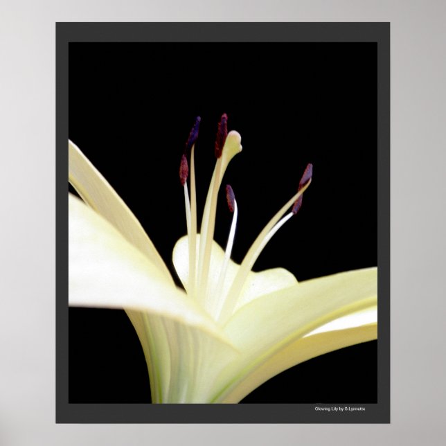 White Lily Flower Lilies Flowers Photo Poster (Front)