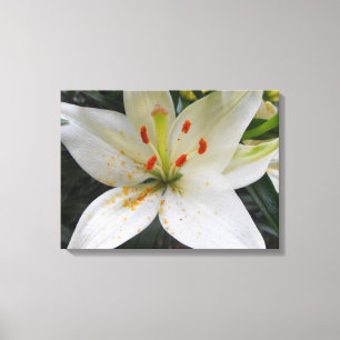 white lily flowers with orange pollen falling canvas print