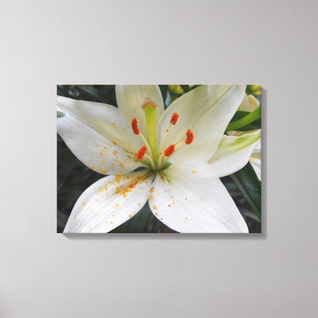 white lily flowers with orange pollen falling canvas print (Front)