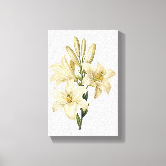 white lily(Lilium candidum) by Redouté Canvas Print (Front)