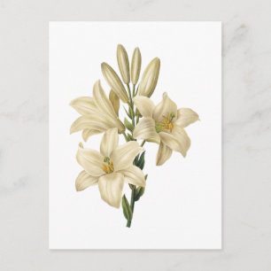 white lily(Lilium candidum) by Redouté Postcard