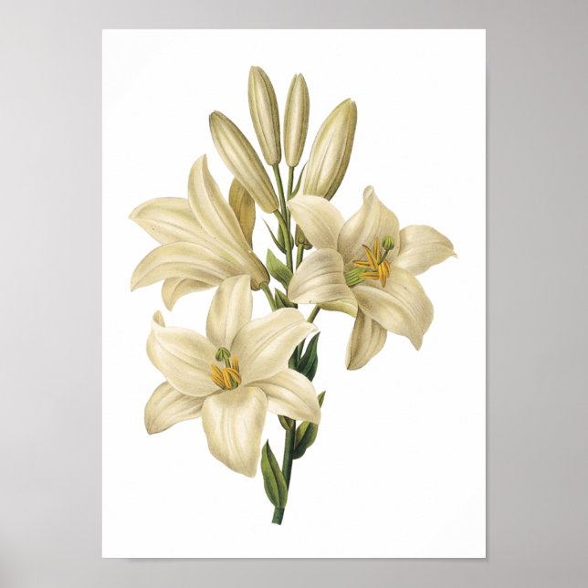 white lily(Lilium candidum) by Redouté Poster (Front)