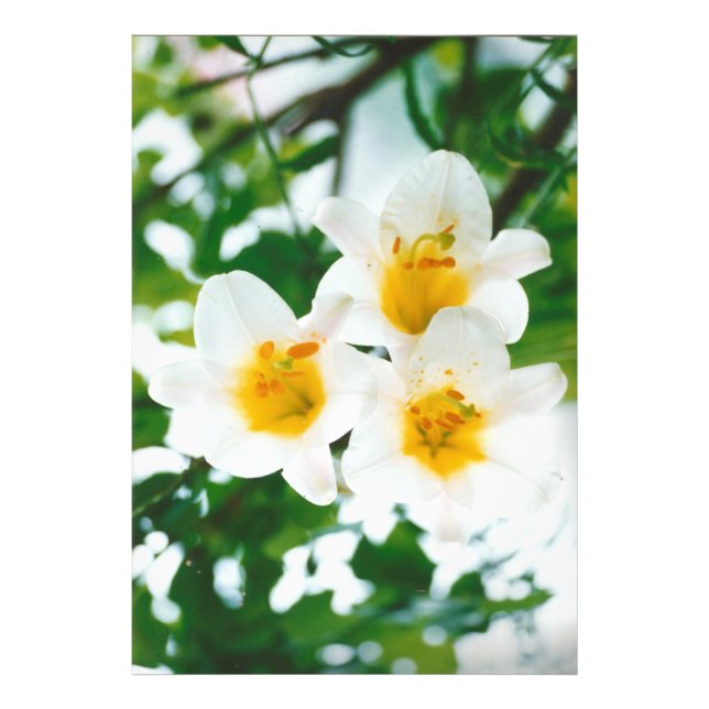 White Lily - Lilium candidum  Photo Print (Front)
