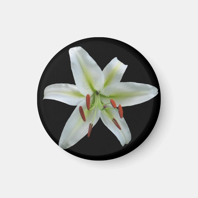 White Lily Magnet (Front)