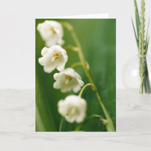 White Lily of the valley (Convallaria majalis)  Card