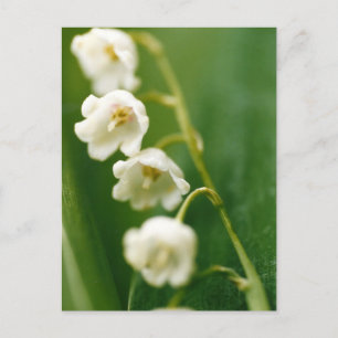 White Lily of the valley (Convallaria majalis) Holiday Postcard