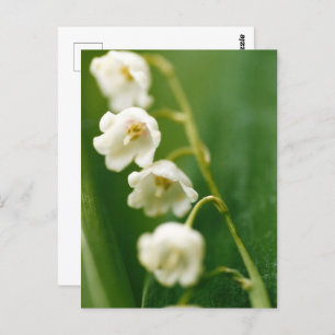 White Lily of the valley (Convallaria majalis)  Postcard