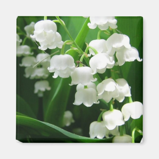 White Lily of the Valley Magnet (Front)