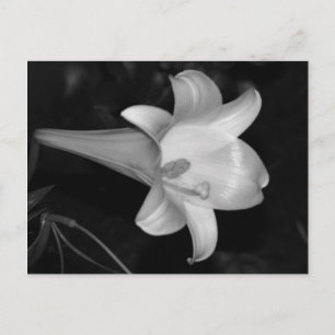 White Lily Postcard