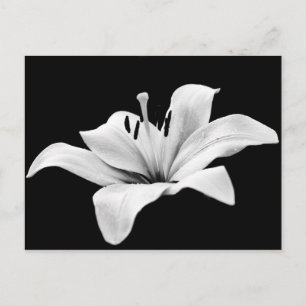 White lily postcard
