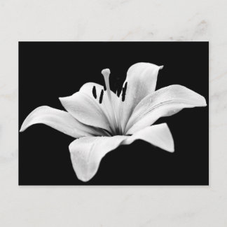 White lily postcard