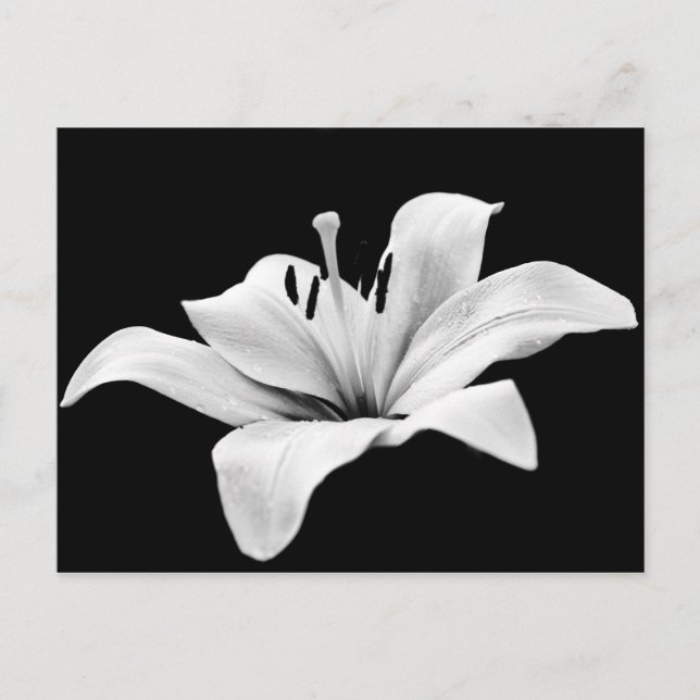 White lily postcard (Front)