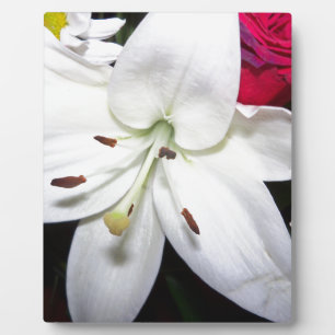 White lily up close plaque