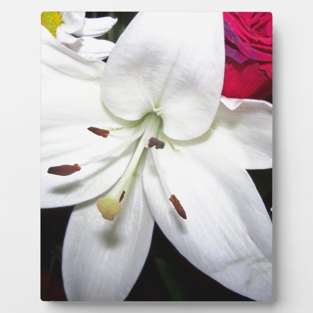 White lily up close plaque (Front)