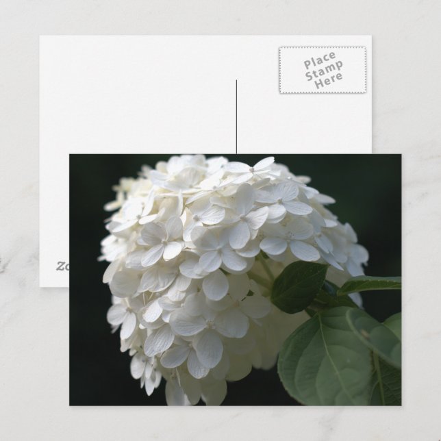 White Lime Hydrangea Postcard (Front/Back)
