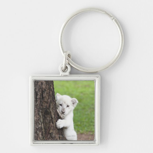 White lion cub hiding behind a tree. keychain (Front)