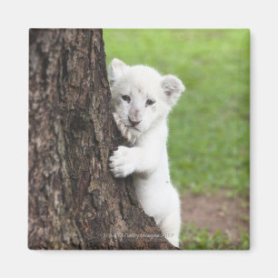 White lion cub hiding behind a tree. magnet