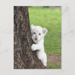 White lion cub hiding behind a tree. postcard