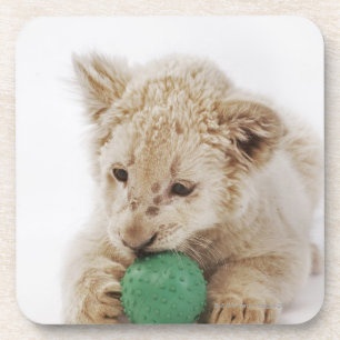 White lion cub (Panthera leo krugeri) playing Coaster