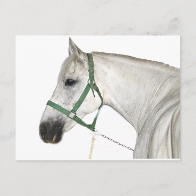 White Lipizzaner Horse Postcard (Front)