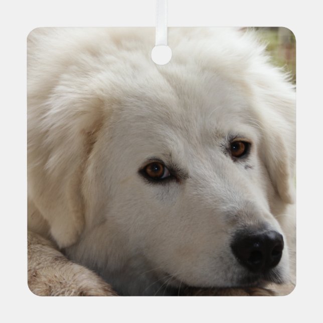 White Livestock Guardian Dog Metal Ornament (Front)
