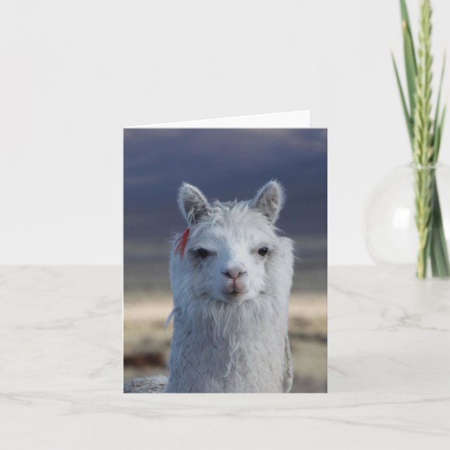 White Llama Alpaca Close up Head Note Card (Front)