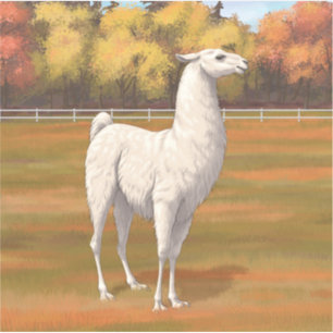 White Llama in Autumn Farm Pasture