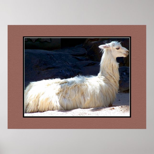 White Llama Poster (Front)